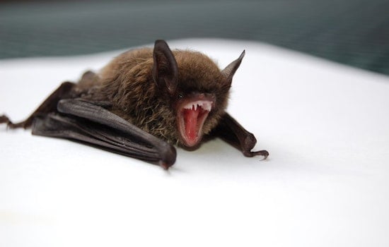 Unprecedented Bat Season Swarms Rhode Island, Hundreds Rushing for Rabies Vaccines in New England
