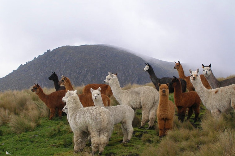 Vermont Alpaca Farm & Luxury Items: North Shore Pizzeria Owner Convicted by Boston U.S. Attorney for PPP Fraud
