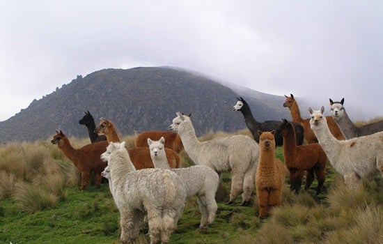 Vermont Alpaca Farm & Luxury Items: North Shore Pizzeria Owner Convicted by Boston U.S. Attorney for PPP Fraud