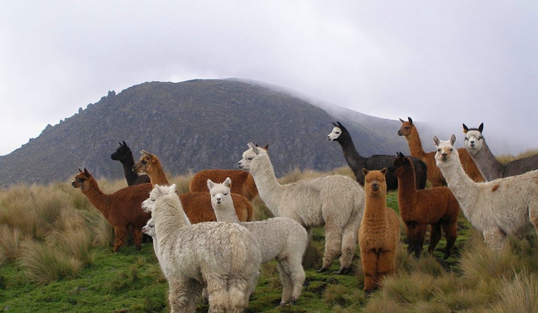 Vermont Alpaca Farm & Luxury Items: North Shore Pizzeria Owner Convicted by Boston U.S. Attorney for PPP Fraud
