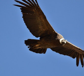 6 California Condors Return to Mount Diablo, First Flock in 100 Years
