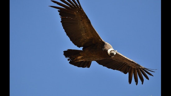 6 California Condors Return to Mount Diablo, First Flock in 100 Years