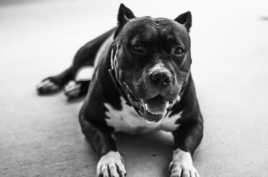 Amidst Assault Call, Los Angeles PD Shoots "Vicious" Dog in Exposition Park