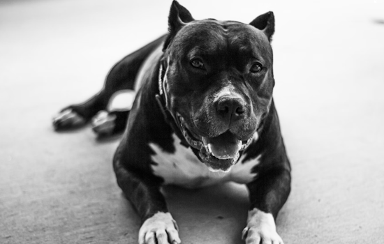 Amidst Assault Call, Los Angeles PD Shoots "Vicious" Dog in Exposition Park