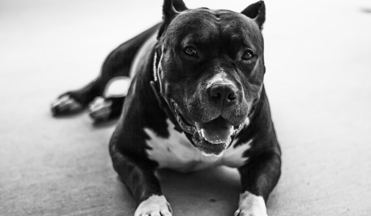Amidst Assault Call, Los Angeles PD Shoots "Vicious" Dog in Exposition Park