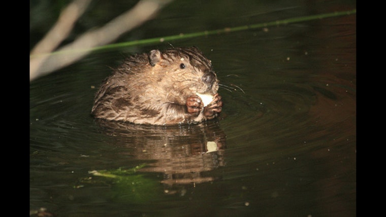 Beaver Sighting in Palo Alto Signals Ecosystem Recovery in Bay Area