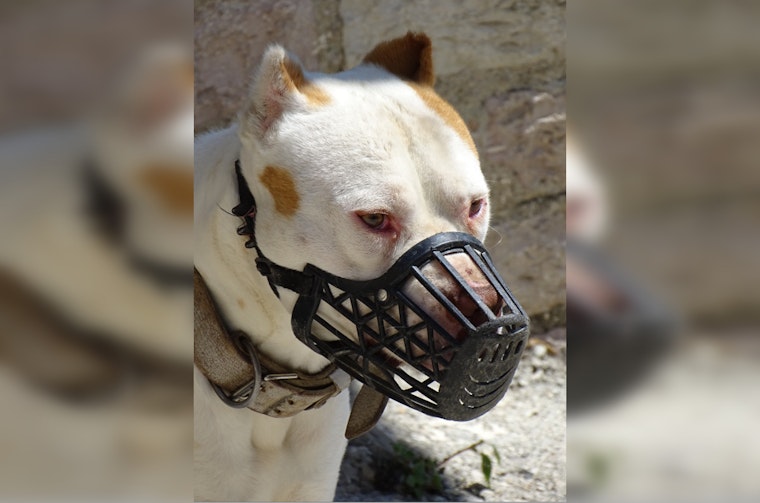 Controversy Surrounding Policing and Animal Control After Los Angeles PD Officer Shoots Dog in Use-of-Force Incident