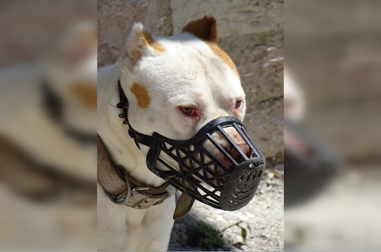 Controversy Surrounding Policing and Animal Control After Los Angeles PD Officer Shoots Dog in Use-of-Force Incident