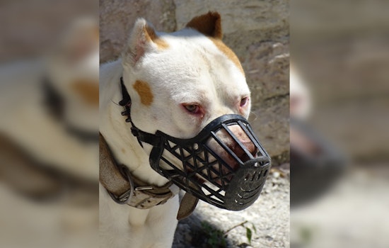 Controversy Surrounding Policing and Animal Control After Los Angeles PD Officer Shoots Dog in Use-of-Force Incident
