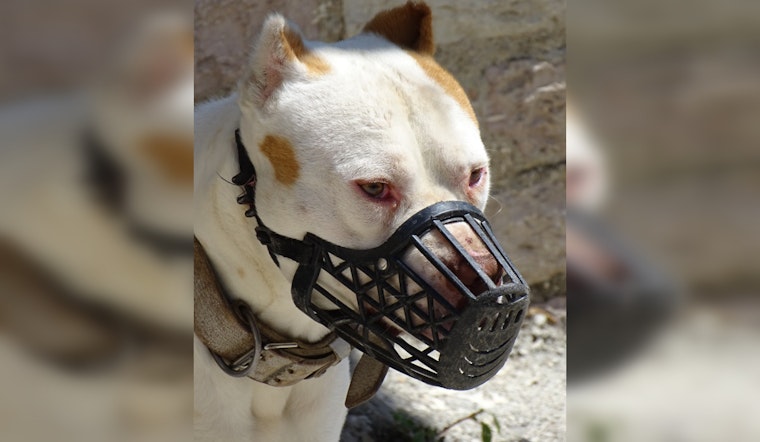 Controversy Surrounding Policing and Animal Control After Los Angeles PD Officer Shoots Dog in Use-of-Force Incident