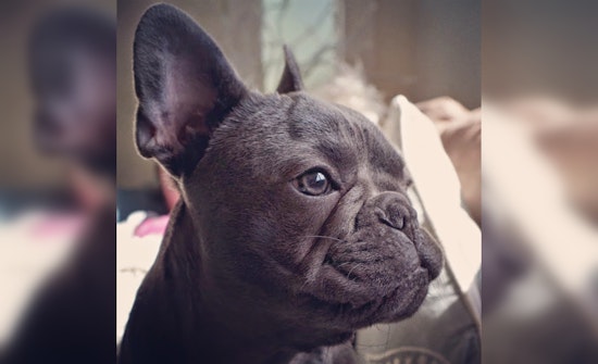Massachusetts Family's Beloved Pup Dies Under Mysterious Circumstances at Hands of Connecticut Dog Trainer Suspected of Neglect and Deception
