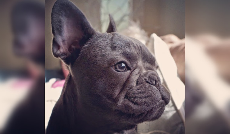Massachusetts Family's Beloved Pup Dies Under Mysterious Circumstances at Hands of Connecticut Dog Trainer Suspected of Neglect and Deception
