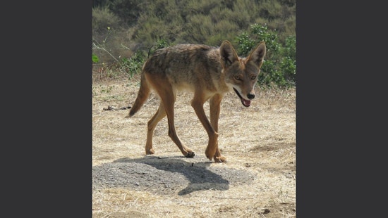 2 Dead Cats in Santa Clara, Coyotes Suspected