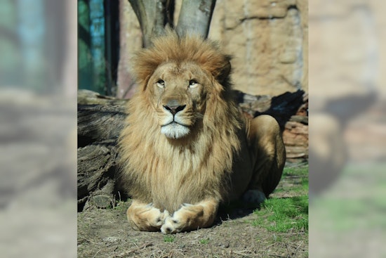 Franklin Zoo's Famed Kamaia Dies in Boston Following the Majestic Lion's Heartbreaking Medical Complications