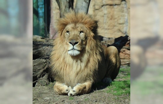 Franklin Zoo's Famed Kamaia Dies in Boston Following the Majestic Lion's Heartbreaking Medical Complications