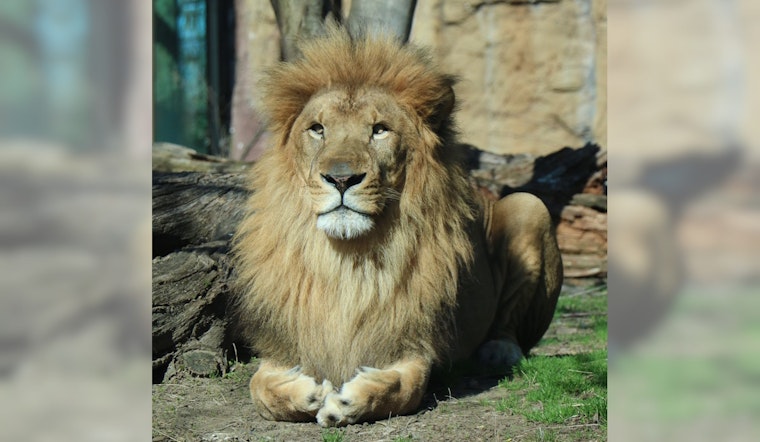 Franklin Zoo's Famed Kamaia Dies in Boston Following the Majestic Lion's Heartbreaking Medical Complications