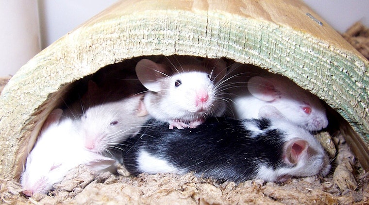Mouse-a-Palooza Aims to Find Forever Homes for 250 Tiny Critters in Boston