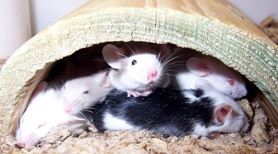 Mouse-a-Palooza Aims to Find Forever Homes for 250 Tiny Critters in Boston