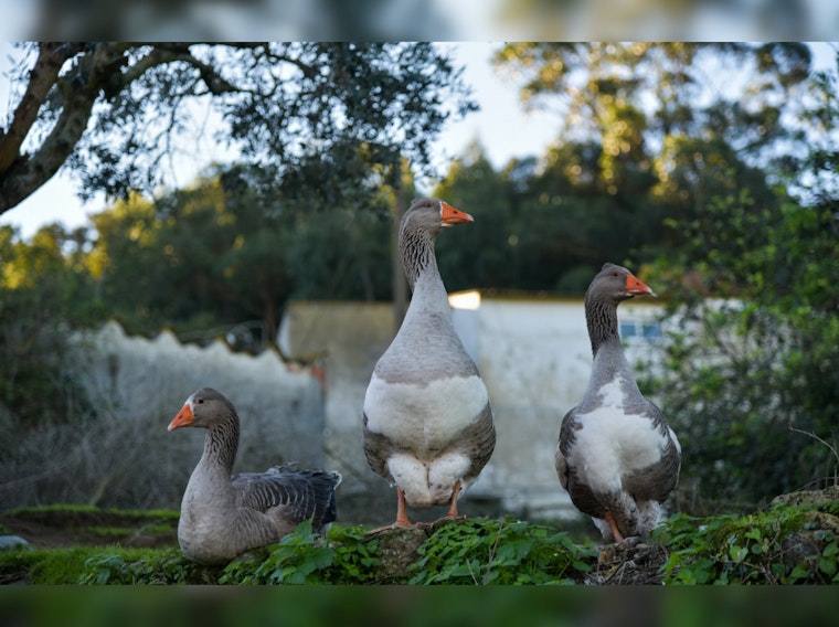 Geese Gone Wild at The Echo Park Lake in Los Angeles, Angers Tourists