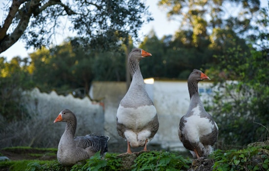 Geese Gone Wild at The Echo Park Lake in Los Angeles, Angers Tourists