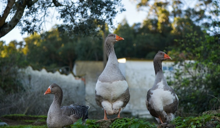 Geese Gone Wild at The Echo Park Lake in Los Angeles, Angers Tourists