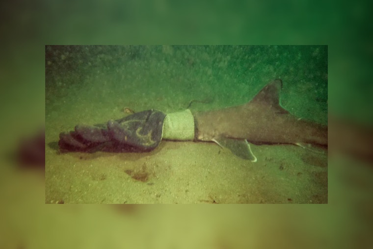 Scuba-Diving Couple Saves Baby Shark from Ocean Trash Entanglement Near Rhode Island