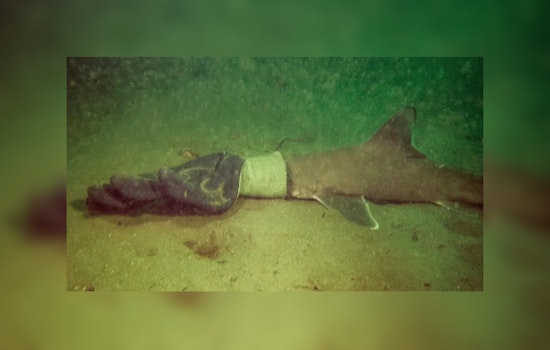 Scuba-Diving Couple Saves Baby Shark from Ocean Trash Entanglement Near Rhode Island