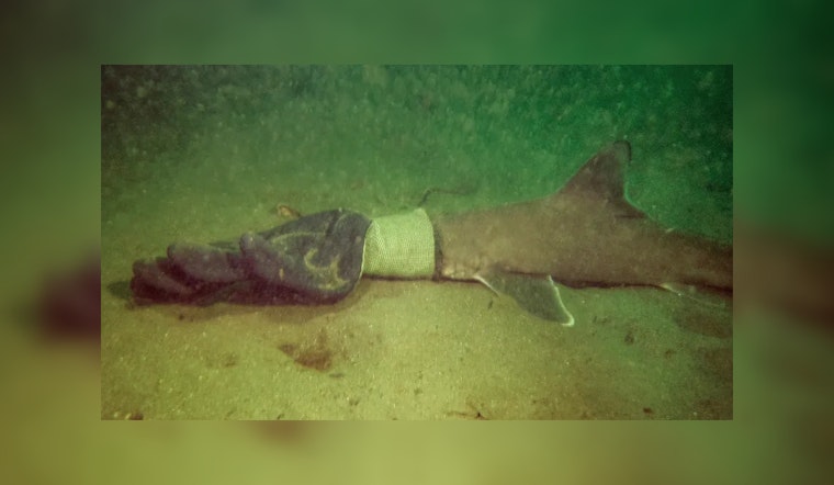 Scuba-Diving Couple Saves Baby Shark from Ocean Trash Entanglement Near Rhode Island