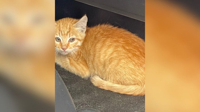 Kitten Causes Three-Car Crash on San Diego Coronado Bridge