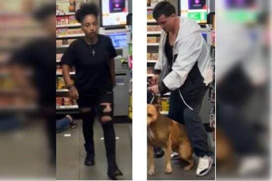 Heartless Thieves Steal Dog By Force in Los Angeles Robbery