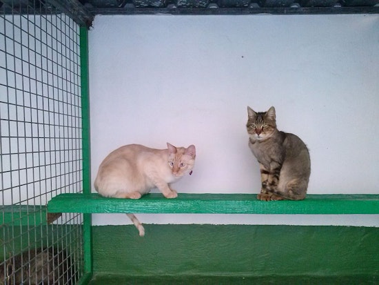 Lapurr Day Holiday, a Purrfect Weekend to Open Hearts and Homes to Feline Friends in San Diego