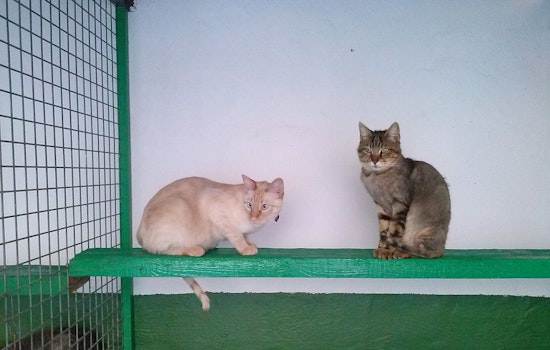 Lapurr Day Holiday, a Purrfect Weekend to Open Hearts and Homes to Feline Friends in San Diego