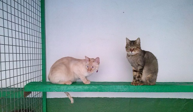 Lapurr Day Holiday, a Purrfect Weekend to Open Hearts and Homes to Feline Friends in San Diego