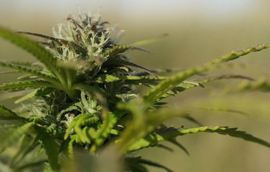Massachusetts' Cannabis Commission: An Urgent Need for Transparency