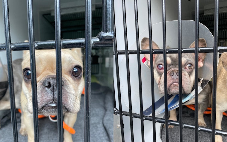Family Reunited with Missing French Bulldogs After Months-Long Search in Massachusetts Suspected Foul Play in Their Disappearance