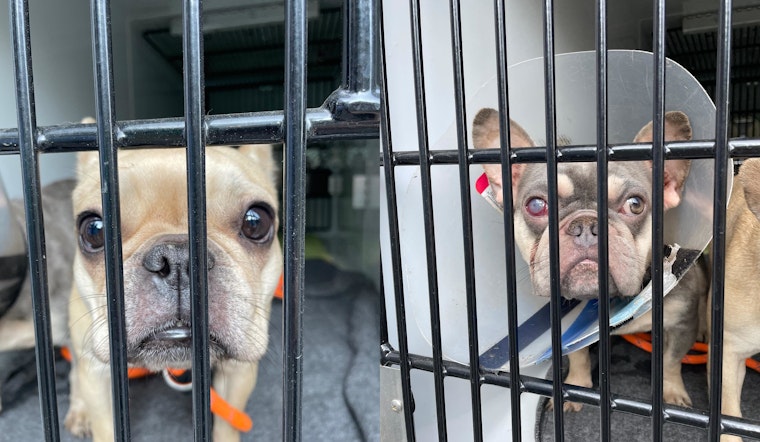 Family Reunited with Missing French Bulldogs After Months-Long Search in Massachusetts Suspected Foul Play in Their Disappearance