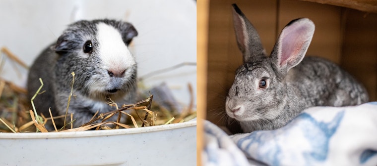 Massachusetts Shelters Overflow with Small Pets