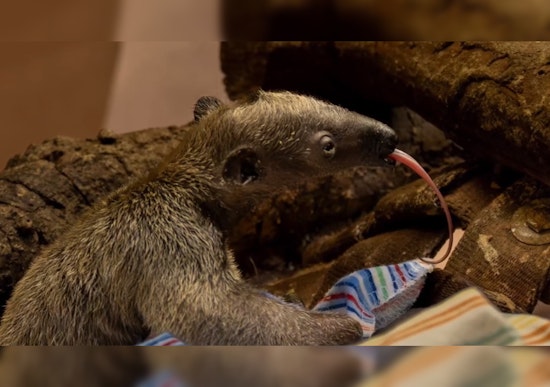 Los Angeles Zoo Celebrates First-Ever Birth of Southern Tamandua - An Anteater Species - on Premise