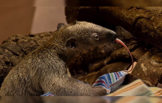Los Angeles Zoo Celebrates First-Ever Birth of Southern Tamandua - An Anteater Species - on Premise