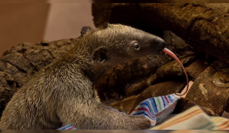 Los Angeles Zoo Celebrates First-Ever Birth of Southern Tamandua - An Anteater Species - on Premise