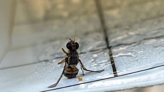 Oriental Fruit Fly Infestation in Contra Costa and Santa Clara Counties Threatens Crops