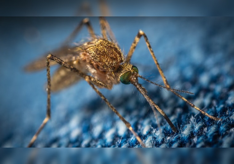Post-Storm Hilary, Los Angeles Faces Increased Mosquito Threat, Cites Need to Keep West Nile Virus, Yellow Fever at Bay
