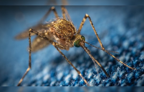 Post-Storm Hilary, Los Angeles Faces Increased Mosquito Threat, Cites Need to Keep West Nile Virus, Yellow Fever at Bay