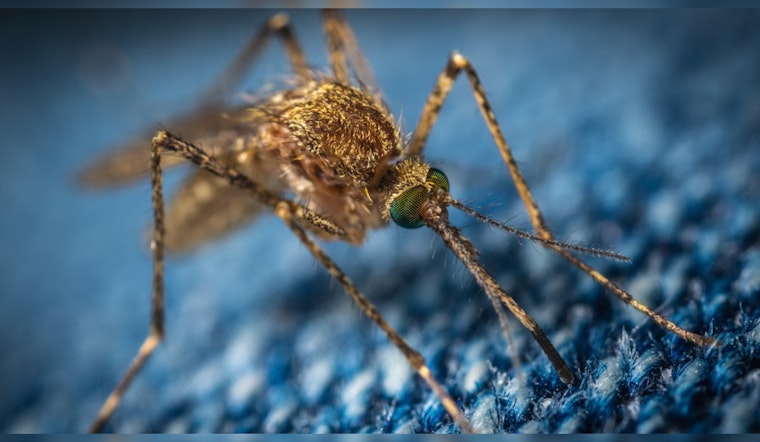 Post-Storm Hilary, Los Angeles Faces Increased Mosquito Threat, Cites Need to Keep West Nile Virus, Yellow Fever at Bay