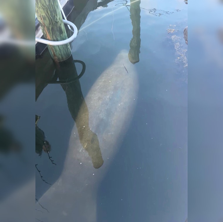 Rare Manatee Sighting in Rhode Island's Quonochontaug Pond