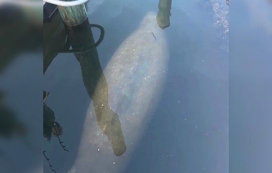 Rare Manatee Sighting in Rhode Island's Quonochontaug Pond
