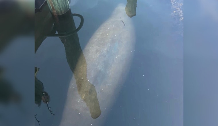 Rare Manatee Sighting in Rhode Island's Quonochontaug Pond
