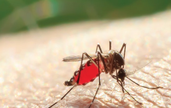 Santa Clarita Reports First Case of West Nile Virus, Los Angeles County Urges Preventive Measures