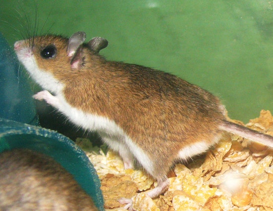 San Diego Residents on Alert as 7th Hantavirus Infection Detected, Here's How To Stay Safe
