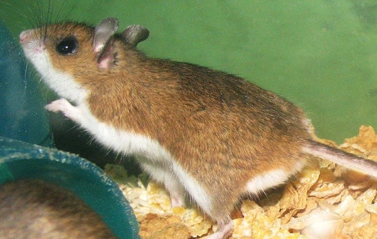 San Diego Residents on Alert as 7th Hantavirus Infection Detected, Here's How To Stay Safe